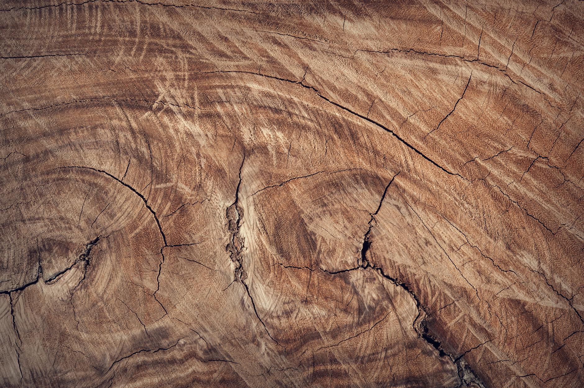 Wood shavings on a workbench under raking light.