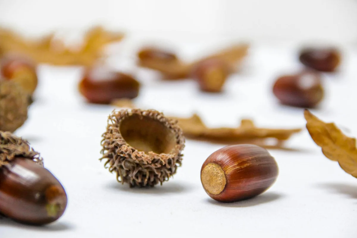 Close-up of acorns with textured caps on a clean white surface