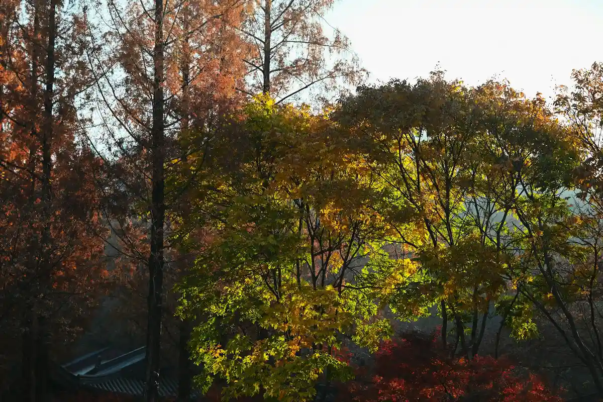 Sunlit autumn trees with vibrant orange, yellow, and green leaves in a forest.