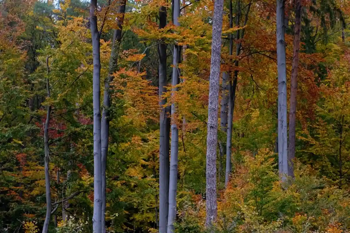 Autumn forest with tall maple trees and colorful orange, yellow, and red leaves.