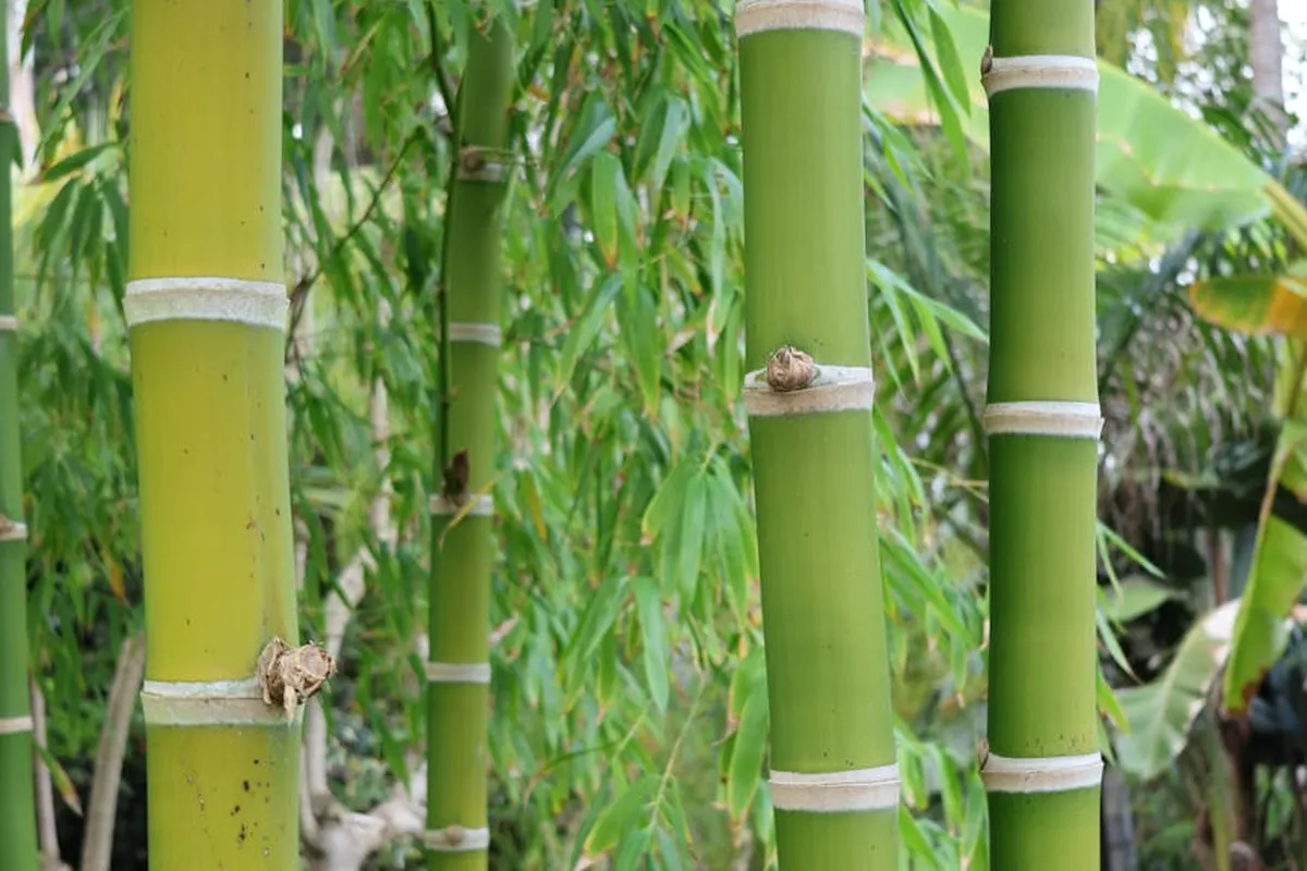 Close-up of green bamboo stalks with light-colored nodes in a garden