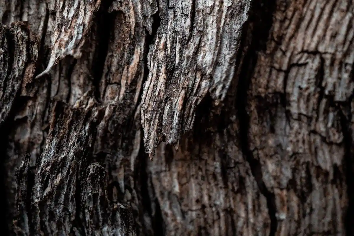 Close-up of rugged tree bark texture showing irregular grooves and grain patterns.