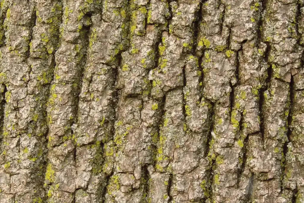 Why Did Your Wood Crack Around That Screw or Nail?