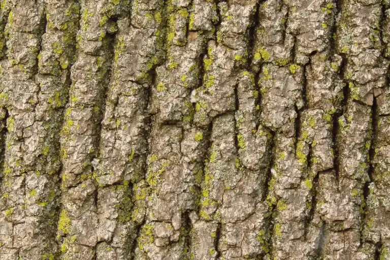 Close-up of rough tree bark with deep fissures and patches of moss.