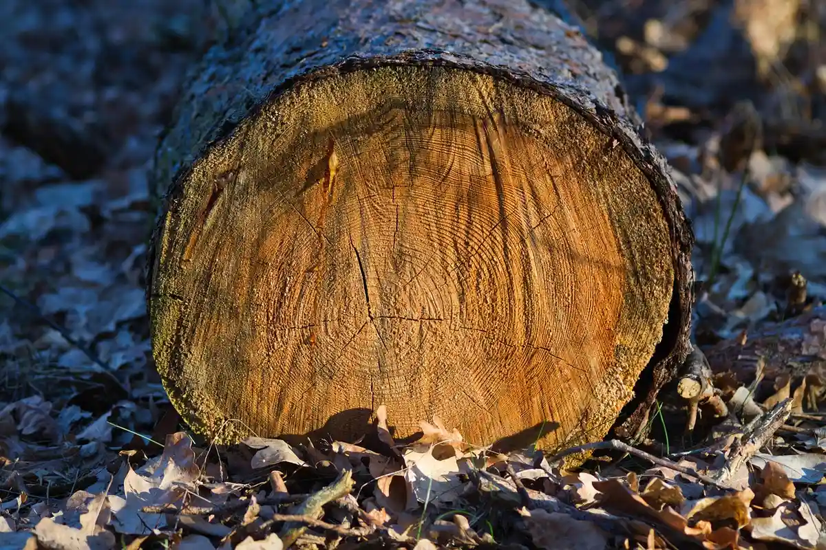 Cross-section of a basswood log end with visible straight grain, resting on fallen leaves.