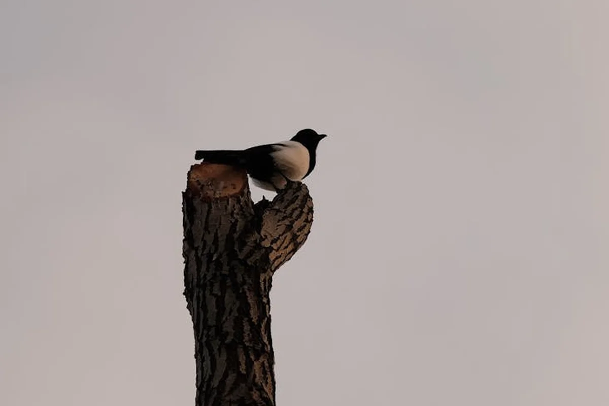 Small bird perched on a weathered tree stump against a pale sky