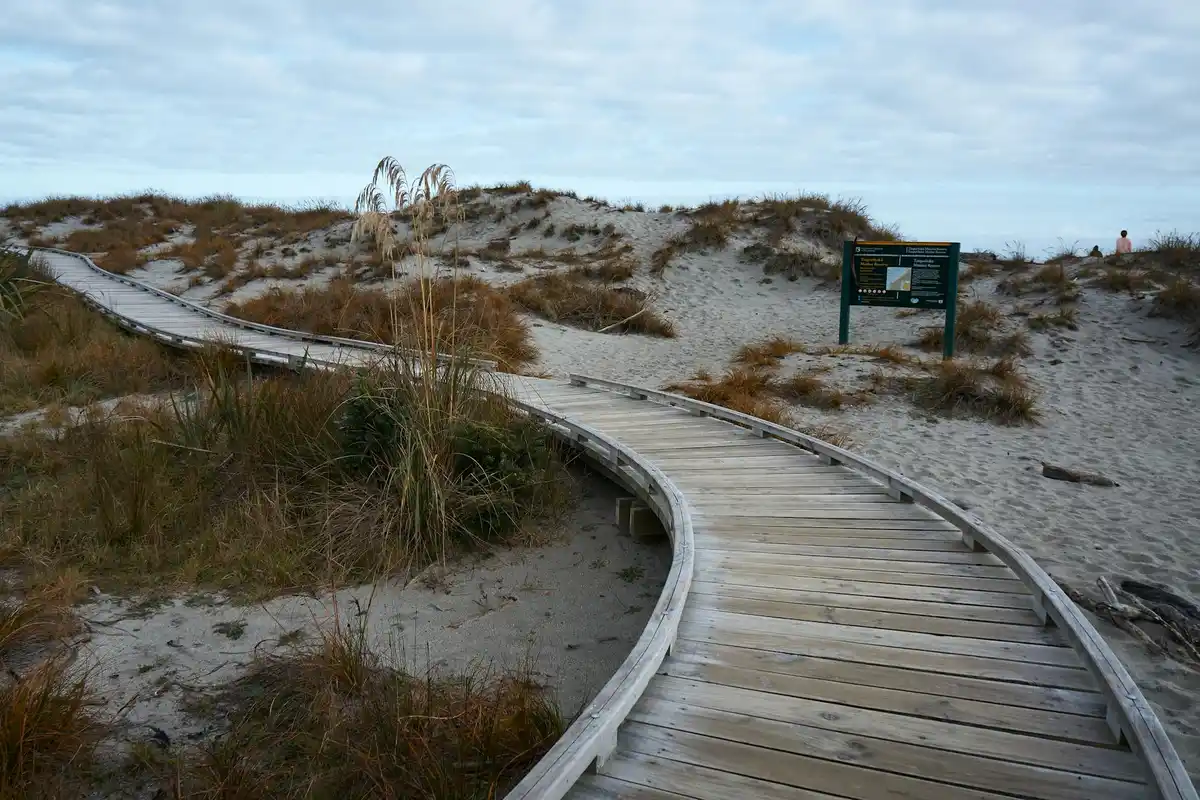 A wooden boardwalk winds through sandy dunes with tufts of beach grass and a sign in the distance.