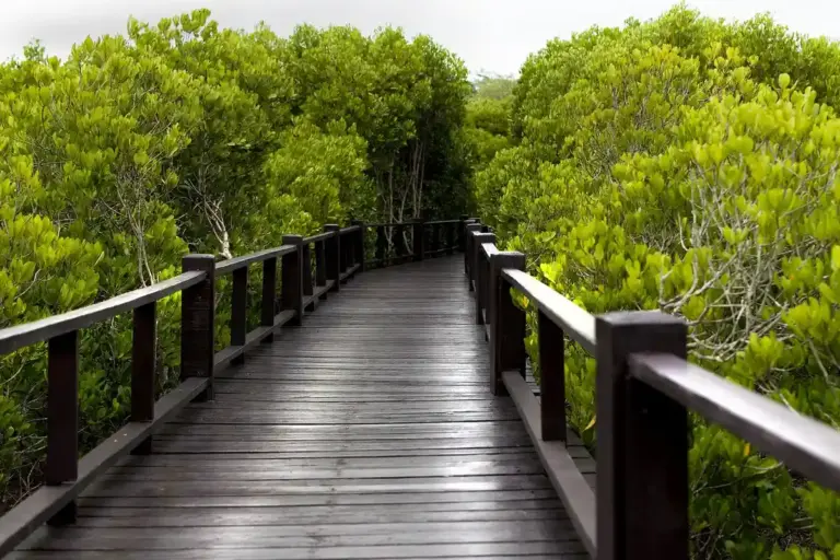Wooden boardwalk with dark railings winding through dense green trees