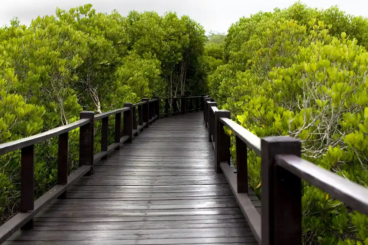 Dark wooden boardwalk with railings winding through dense green trees