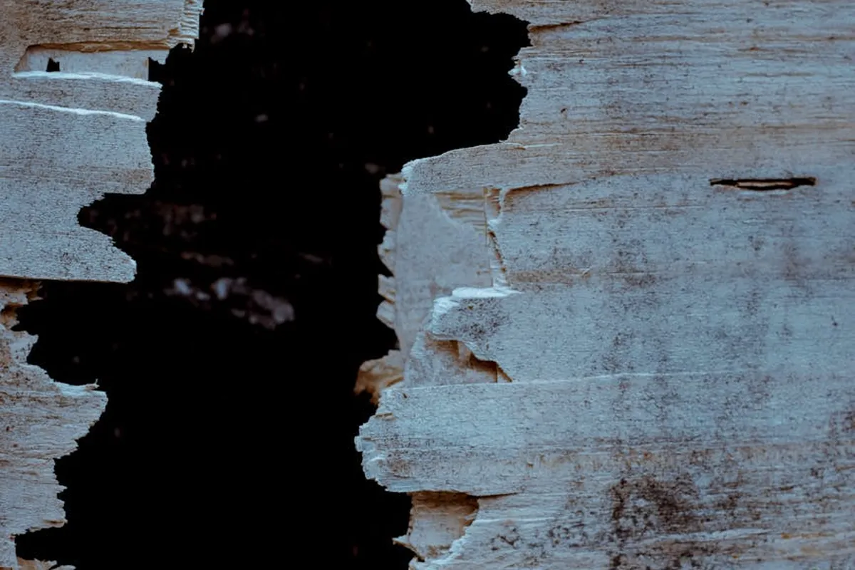 Close-up of a wooden joint with a large split and dark cavity where the adhesive failed, with rough peeling surface along the edges.