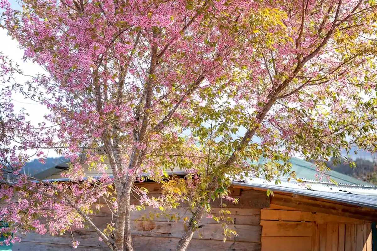 Pink blossom tree beside a rustic wooden building with a metal roof.