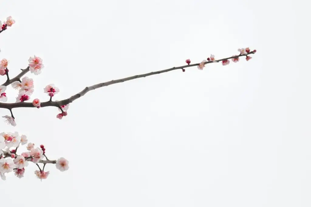 How Does Cherry Wood’s Chemistry Guide Your Finish Coordination?