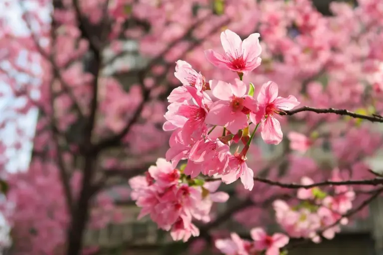 Close-up of pink cherry blossoms on a tree branch.