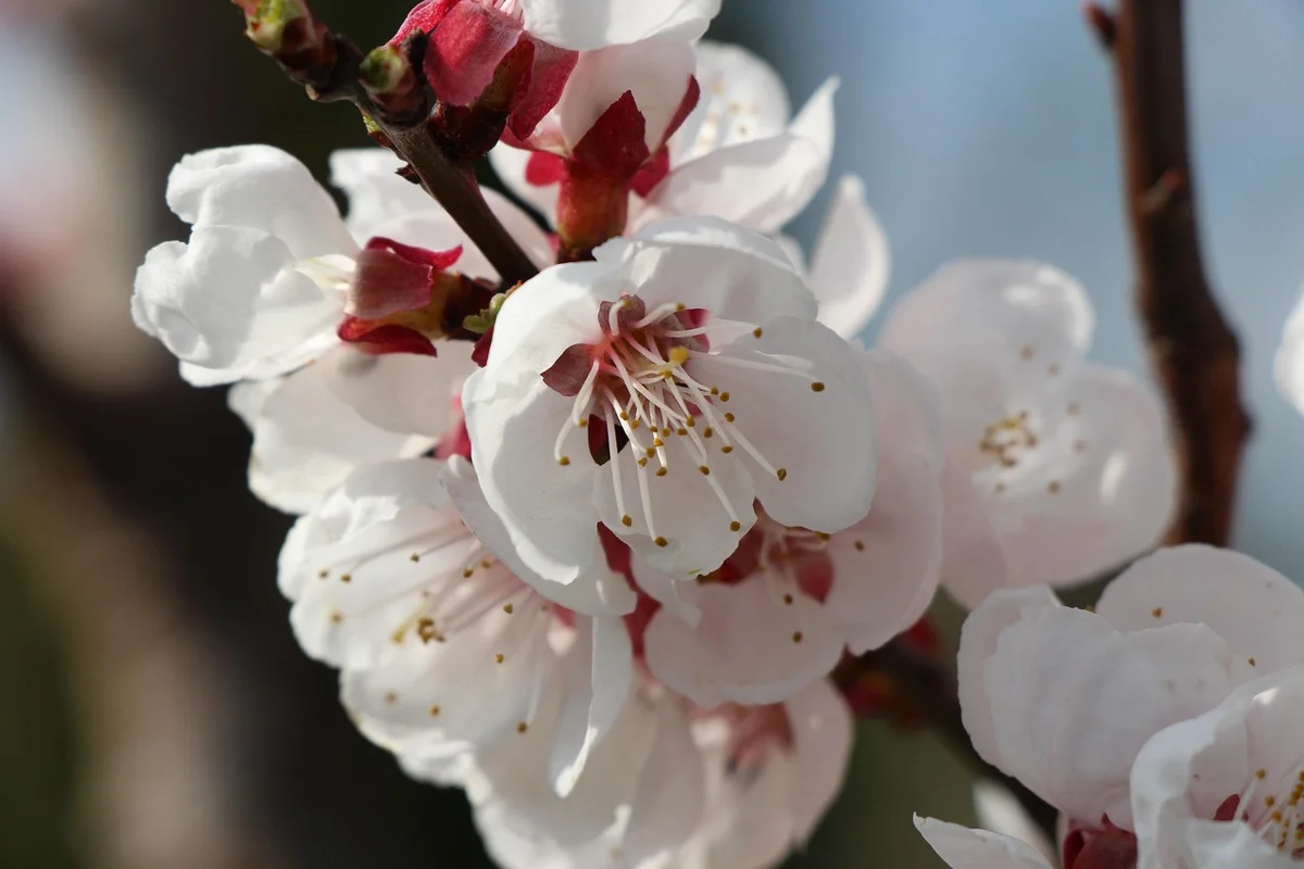 Close-up of white cherry blossoms on a branch.