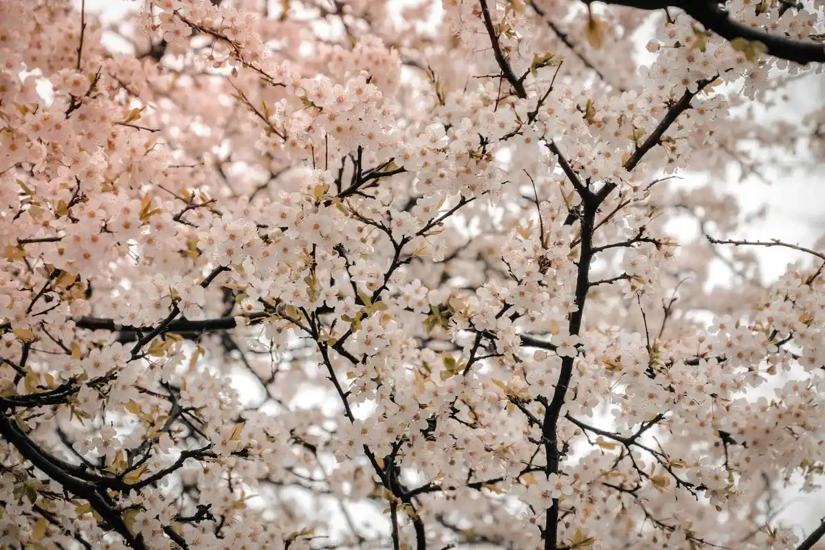 Close-up of cherry blossom branches with pale pink flowers.