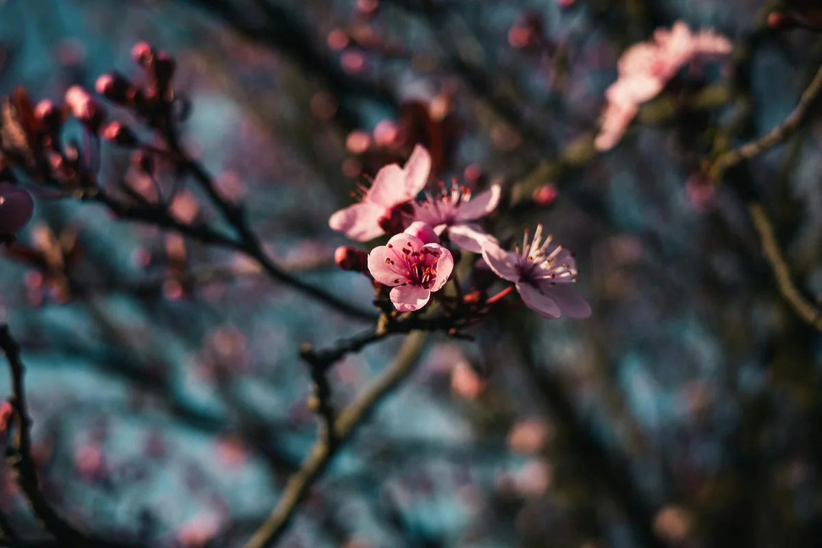 Close-up of pink cherry blossoms on a tree branch