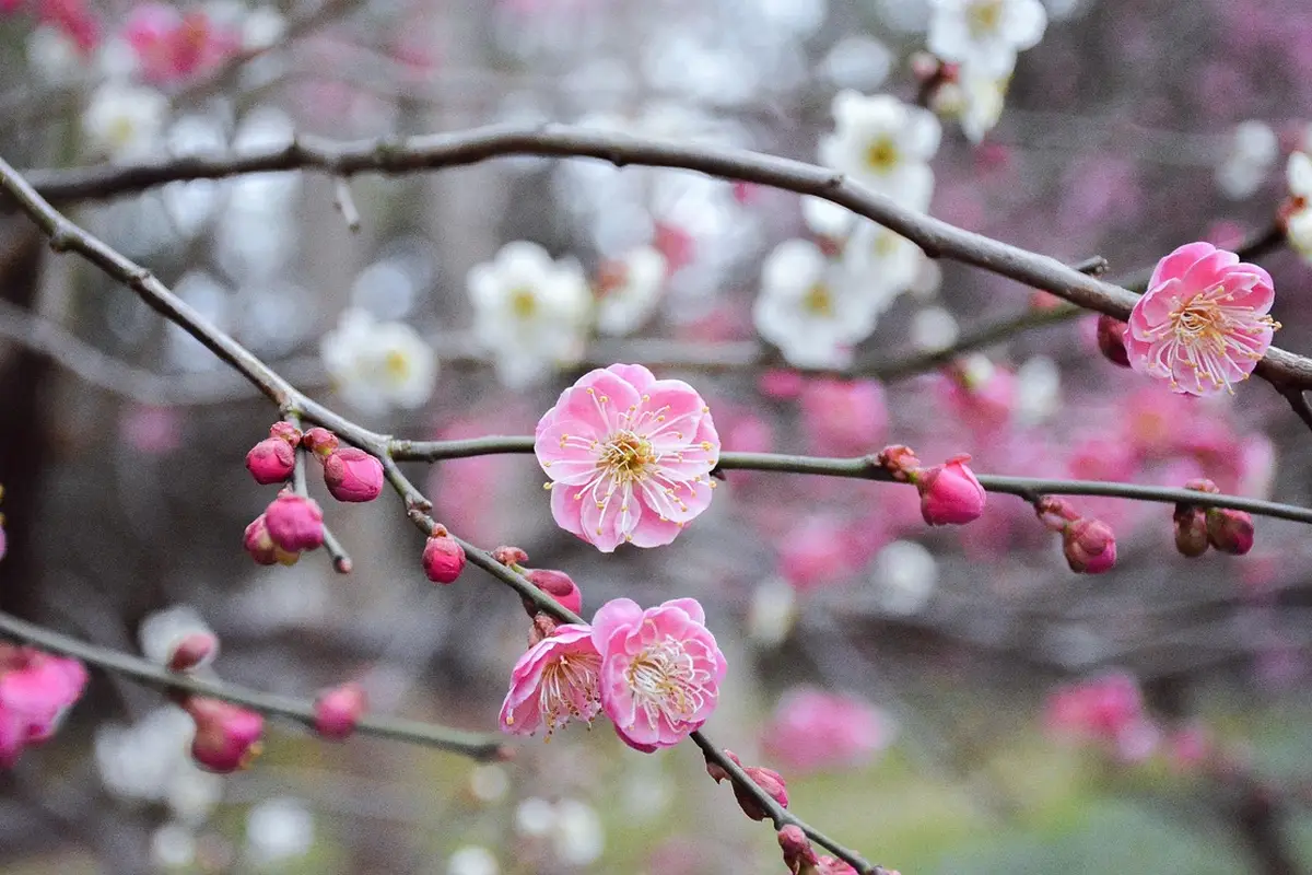 Pink cherry blossoms on tree branches in bloom