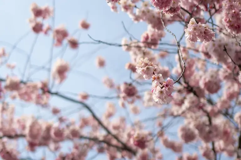 Close-up of pink cherry blossoms on a tree branch against a bright blue sky