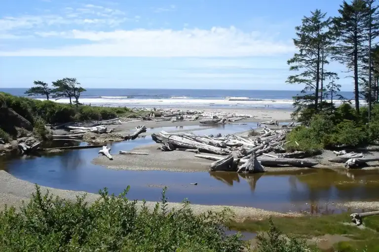 Coastal landscape featuring driftwood along a sandy beach, calm tidal pools, and tall pine trees under a bright blue sky.