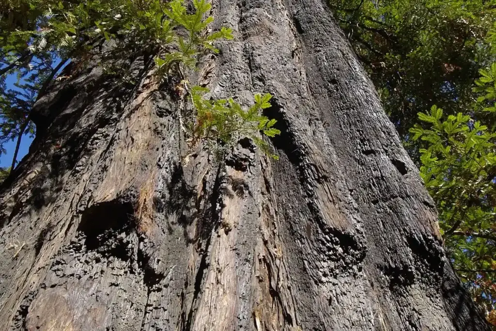 What Wood Can Handle Coastal Humidity Without Warping or Rotting?