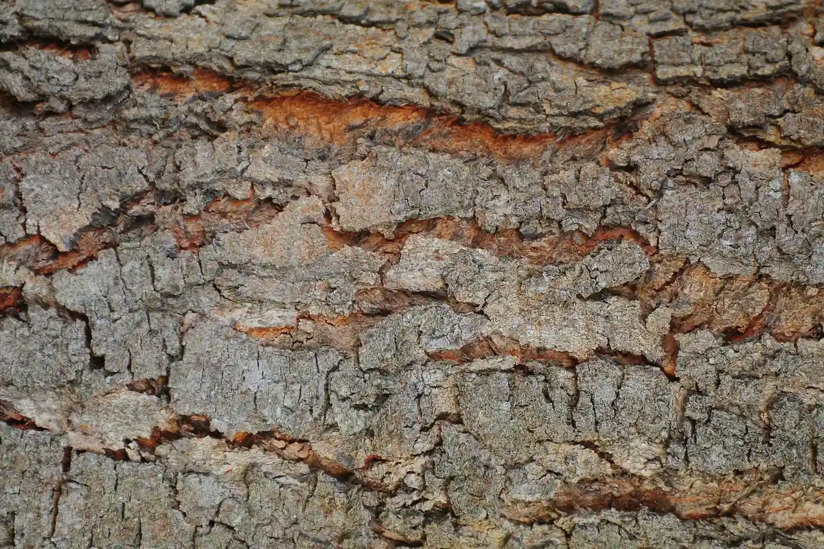 Close-up of cracked, weathered wood or bark texture with rough, fissured surface.