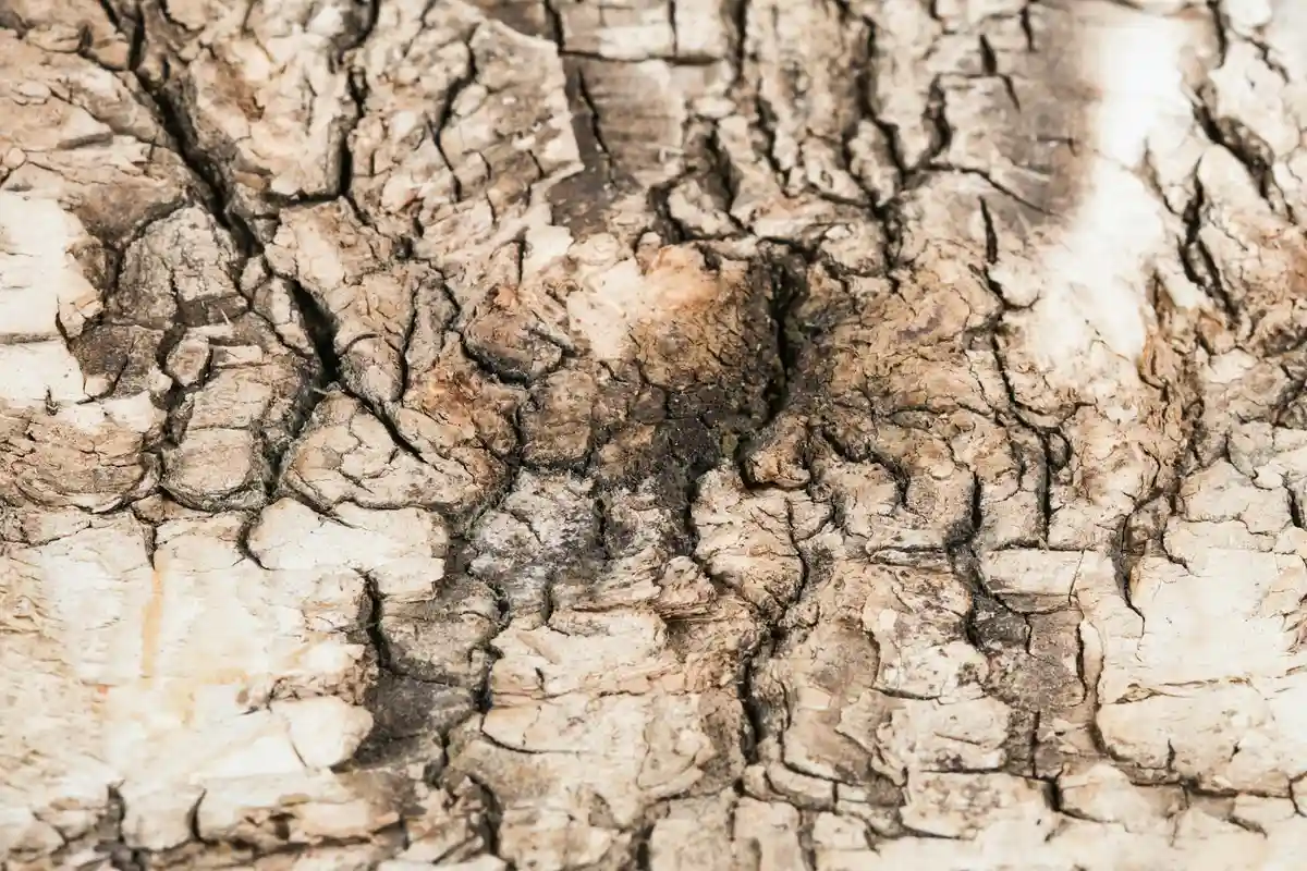 Close-up of cracked, weathered wood bark with deep fissures and rough texture.
