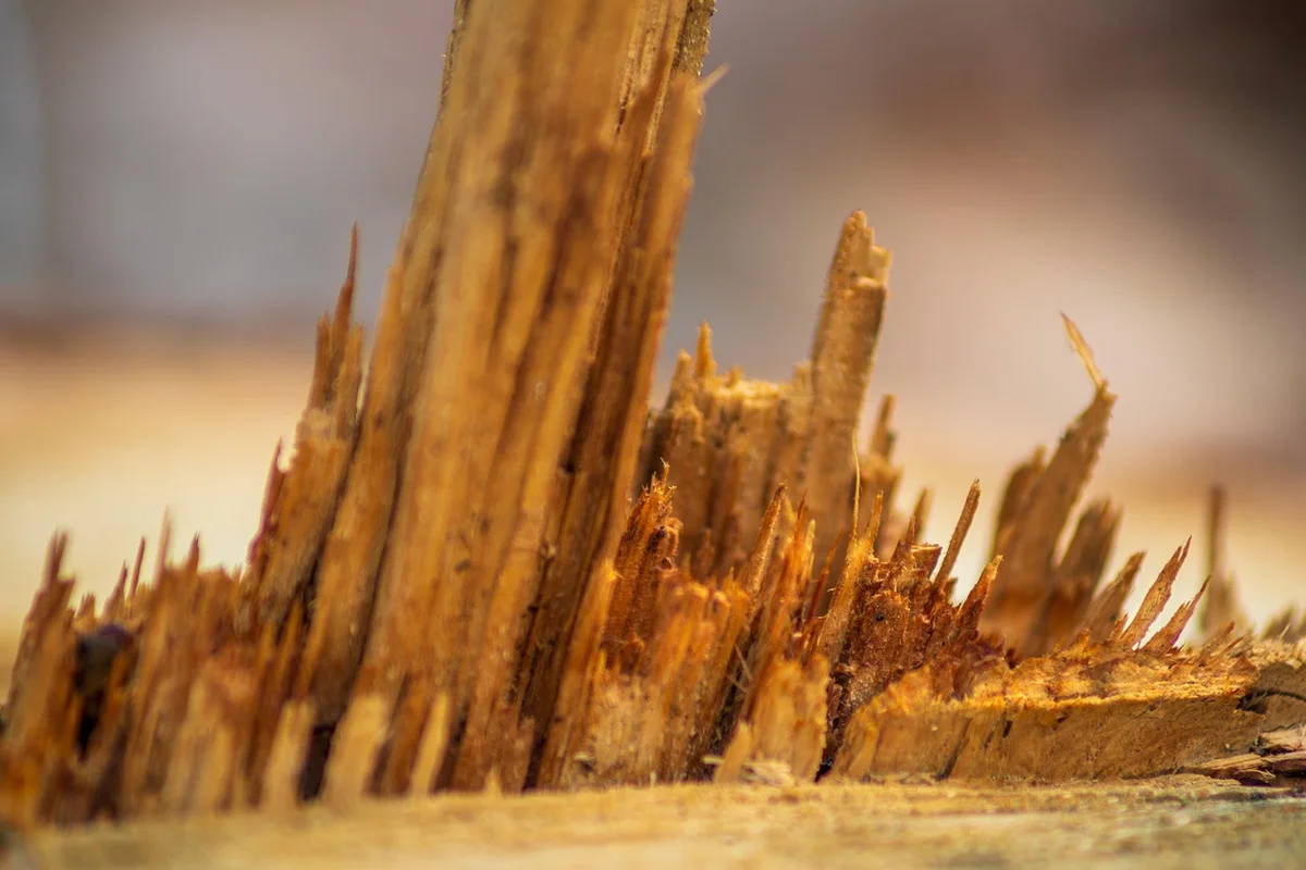 Close-up of splintered, sun-bleached pressure-treated wood with rough exposed fibers.