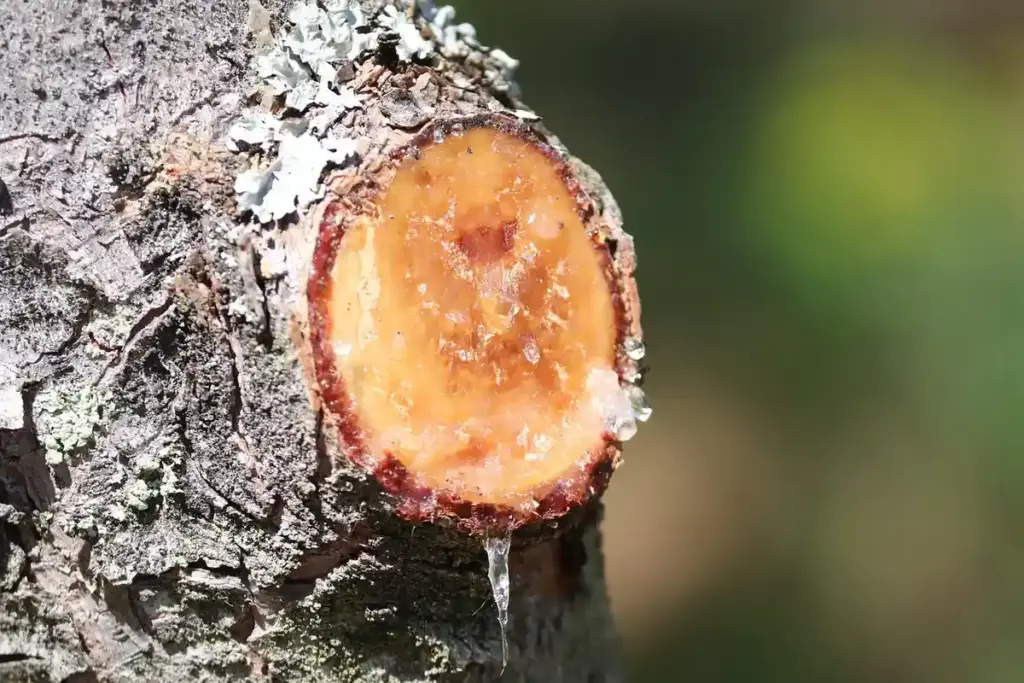 Epoxy or Super Glue: What’s the Right Wood Adhesive for Your Project?