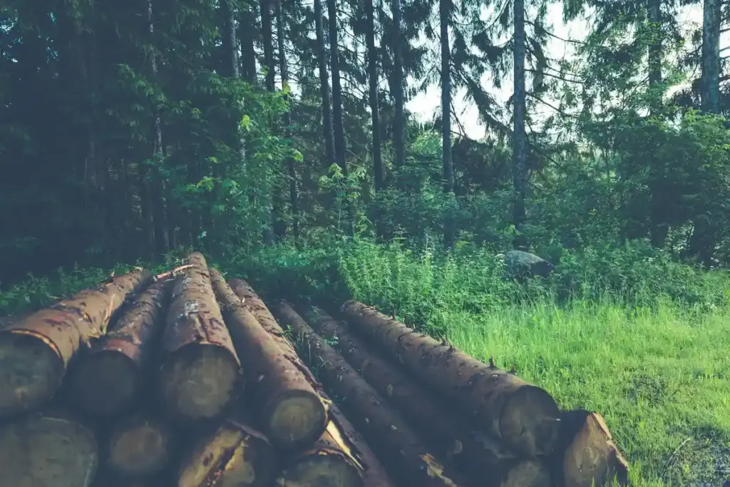 Is Exotic Wood Toxic? Separating Shop Myths from Material Science