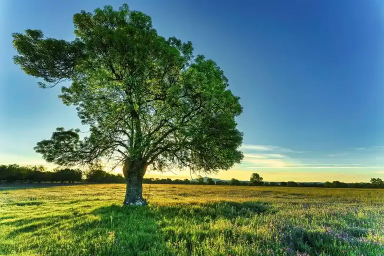 A large, leafy tree in a sunlit field under a clear blue sky, representing natural wood resources.