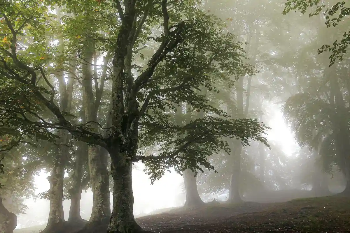 Foggy forest with tall trees and soft light