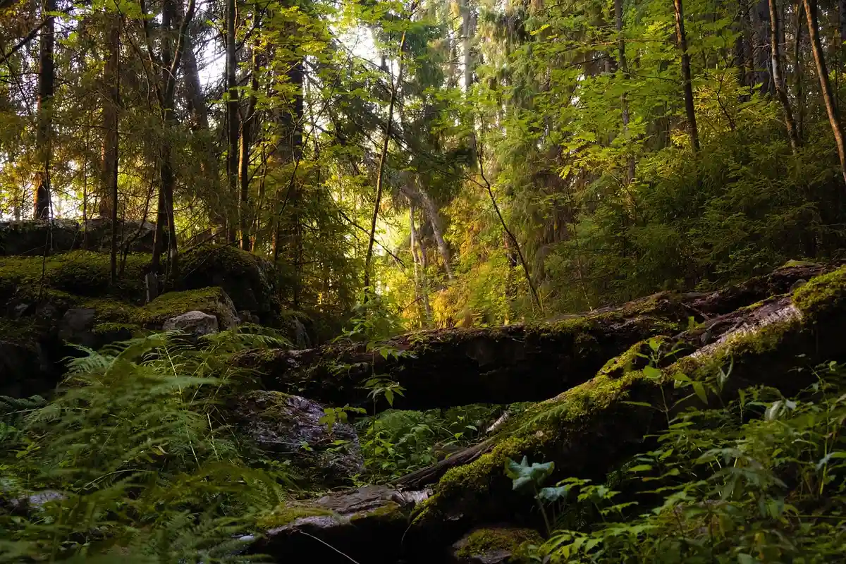 Dense forest with sun dappled through trees, mossy rocks, and lush undergrowth.