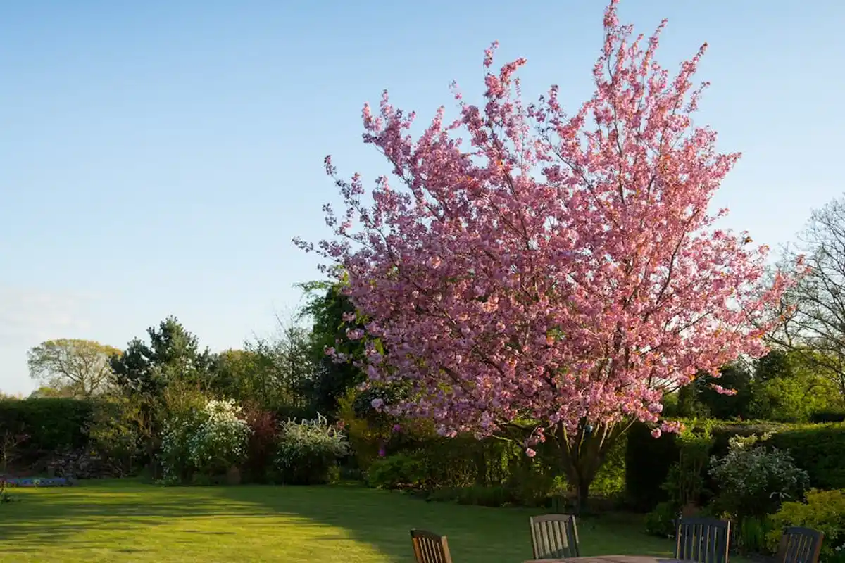 Sunny backyard with a large pink-blossomed tree, green lawn, and outdoor seating.