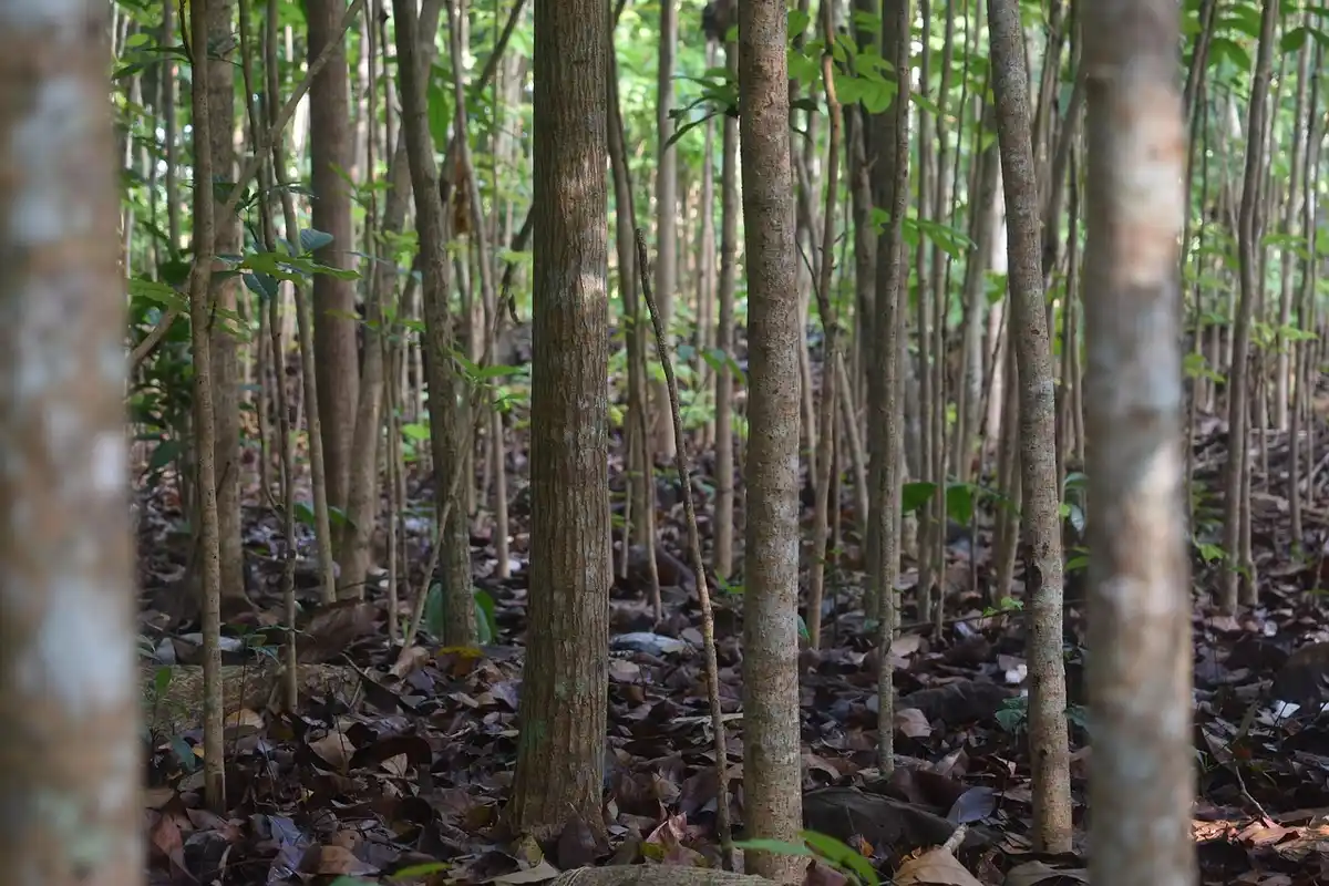 Dense stand of young, slender trees with green foliage and leaf litter on the forest floor.