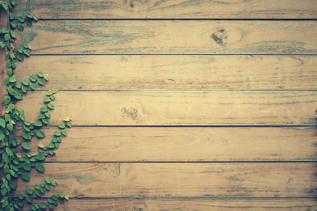 Wooden plank wall with a trailing ivy plant along the left edge, neutral tones