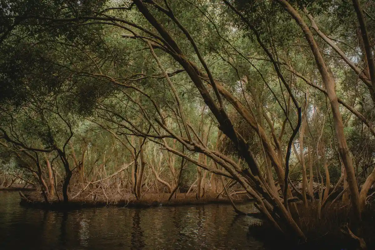 A moody riverside forest with leaning trees arching over calm water.