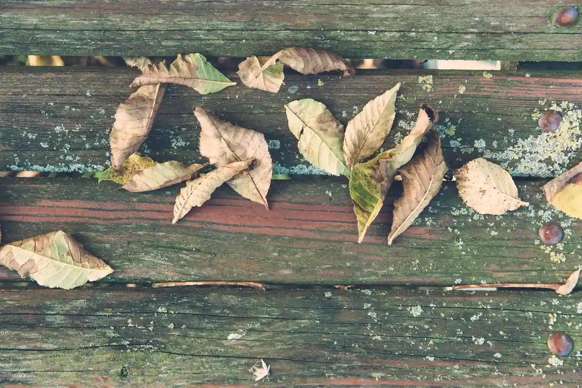 Weathered ipe deck boards with fallen leaves and green algae on the surface.