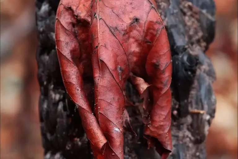 Close-up of a red dried leaf in front of a dark, charred wooden surface.