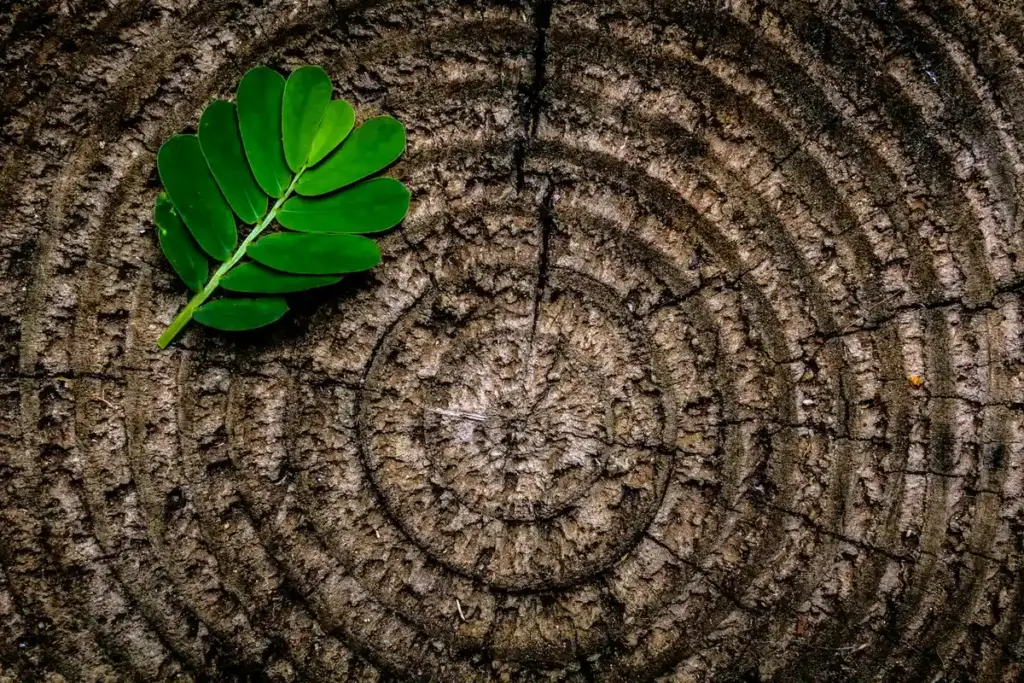 Can You Treat Wood With Motor Oil? A Wood Scientist’s Practical Guide