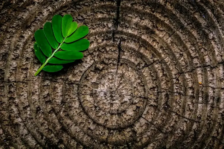 Green leaf resting on a textured tree stump showing concentric growth rings.