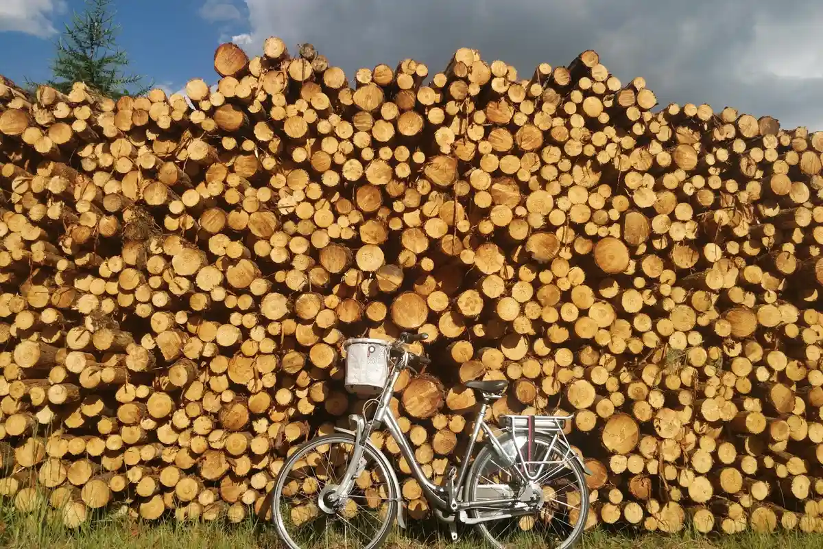 A bicycle parked in front of a towering stack of freshly cut logs, representing wood stock for woodworking projects.