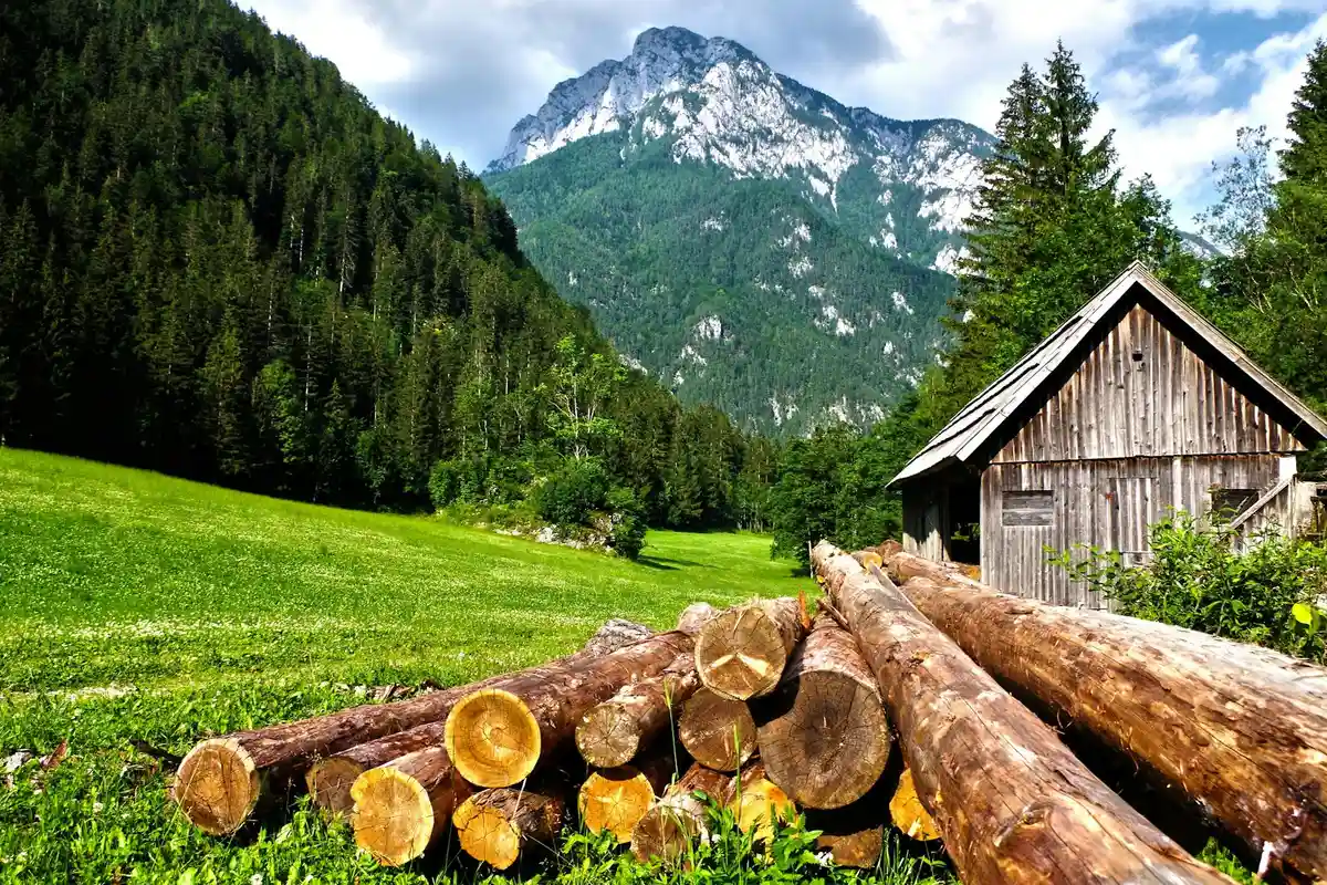 Piled logs in a grassy field with a wooden shed, a dense forest, and lofty mountains in the background.