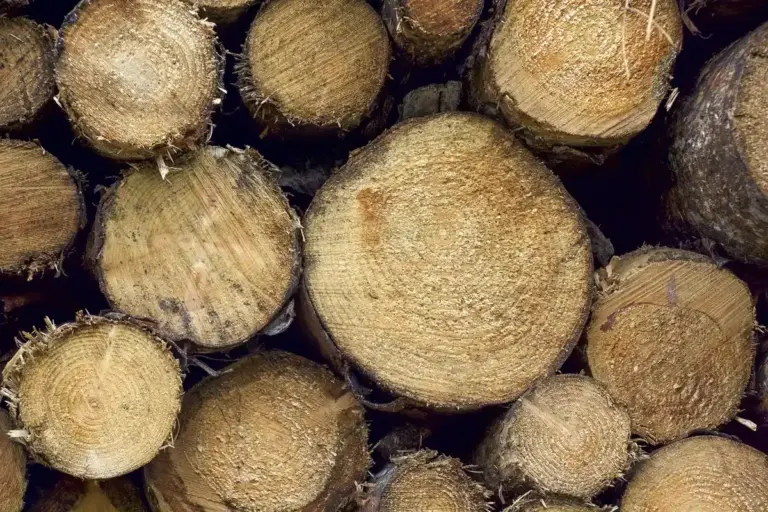Close-up of stacked log ends showing cross-sections of freshly cut timber