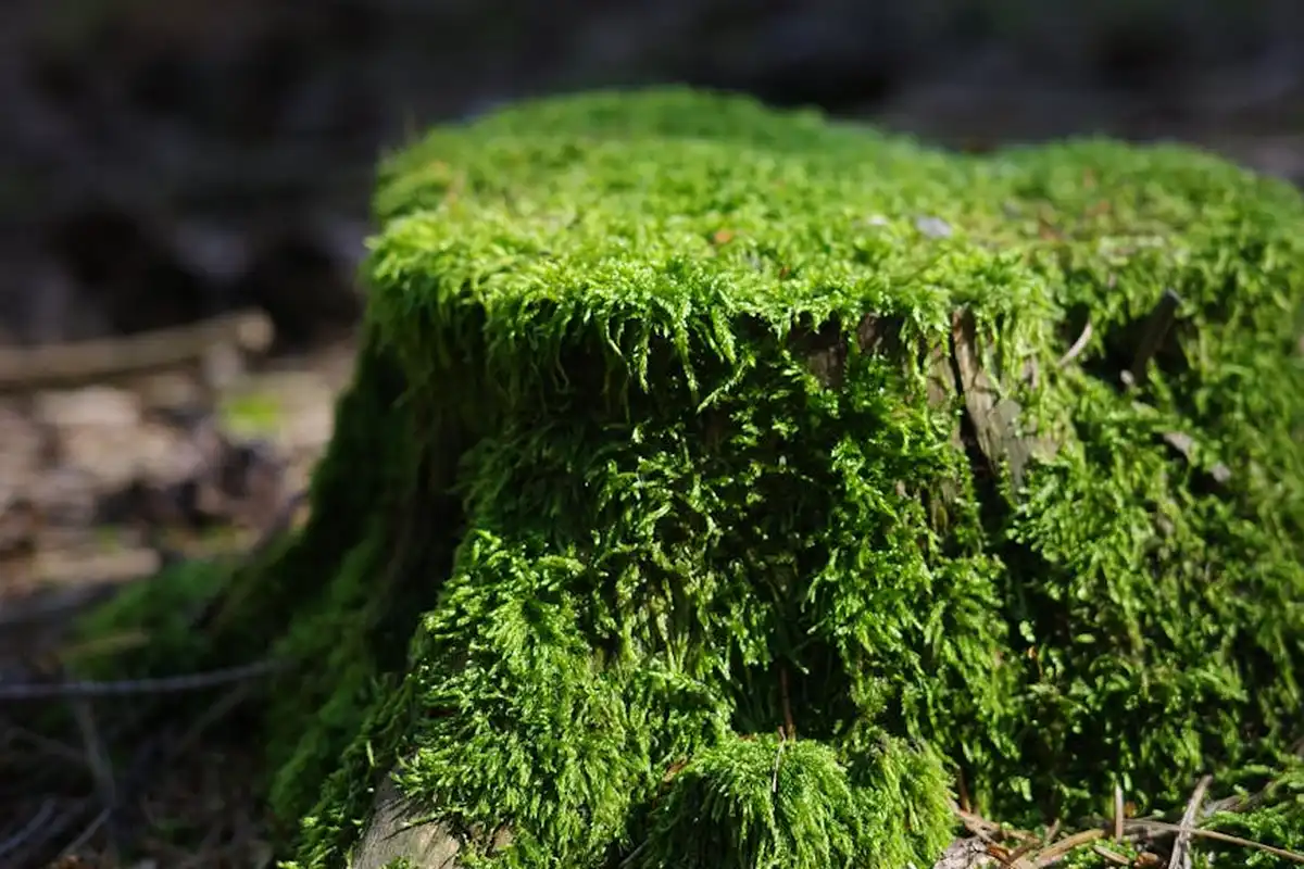 Moss-covered tree stump in a forest with vibrant green moss cascading over weathered wood