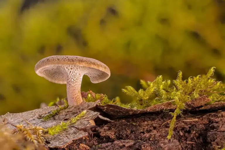 Mushroom growing on dark, decaying wood with green moss around, illustrating fungal activity in wooden structures.