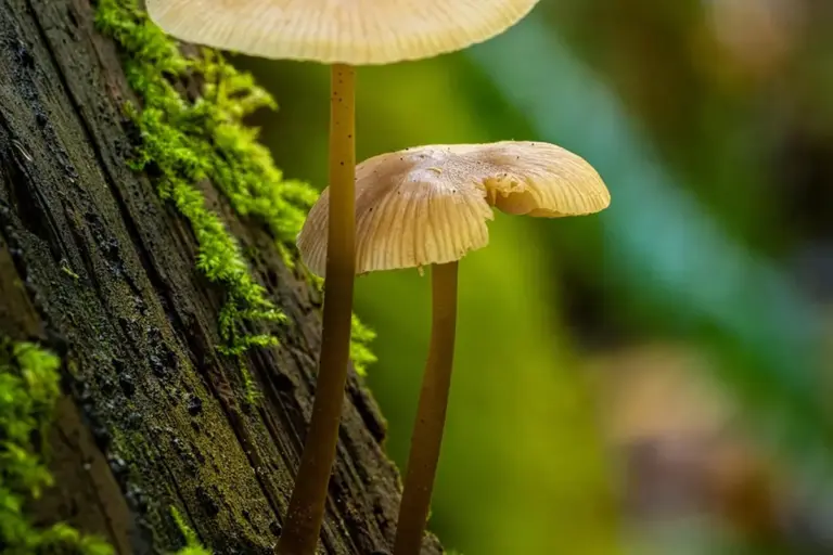 Two pale mushrooms growing from a mossy, damp log with a blurred green background.