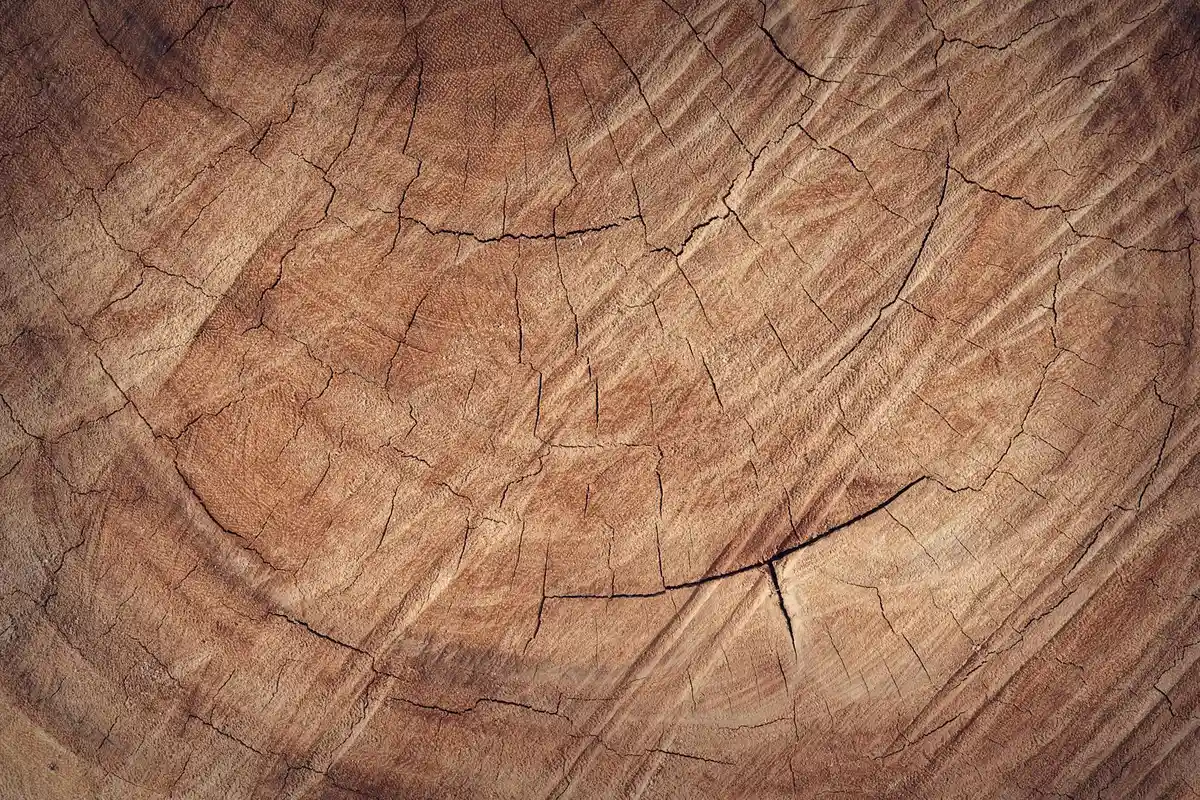 Close-up of a tree trunk cross-section showing concentric growth rings and cracks