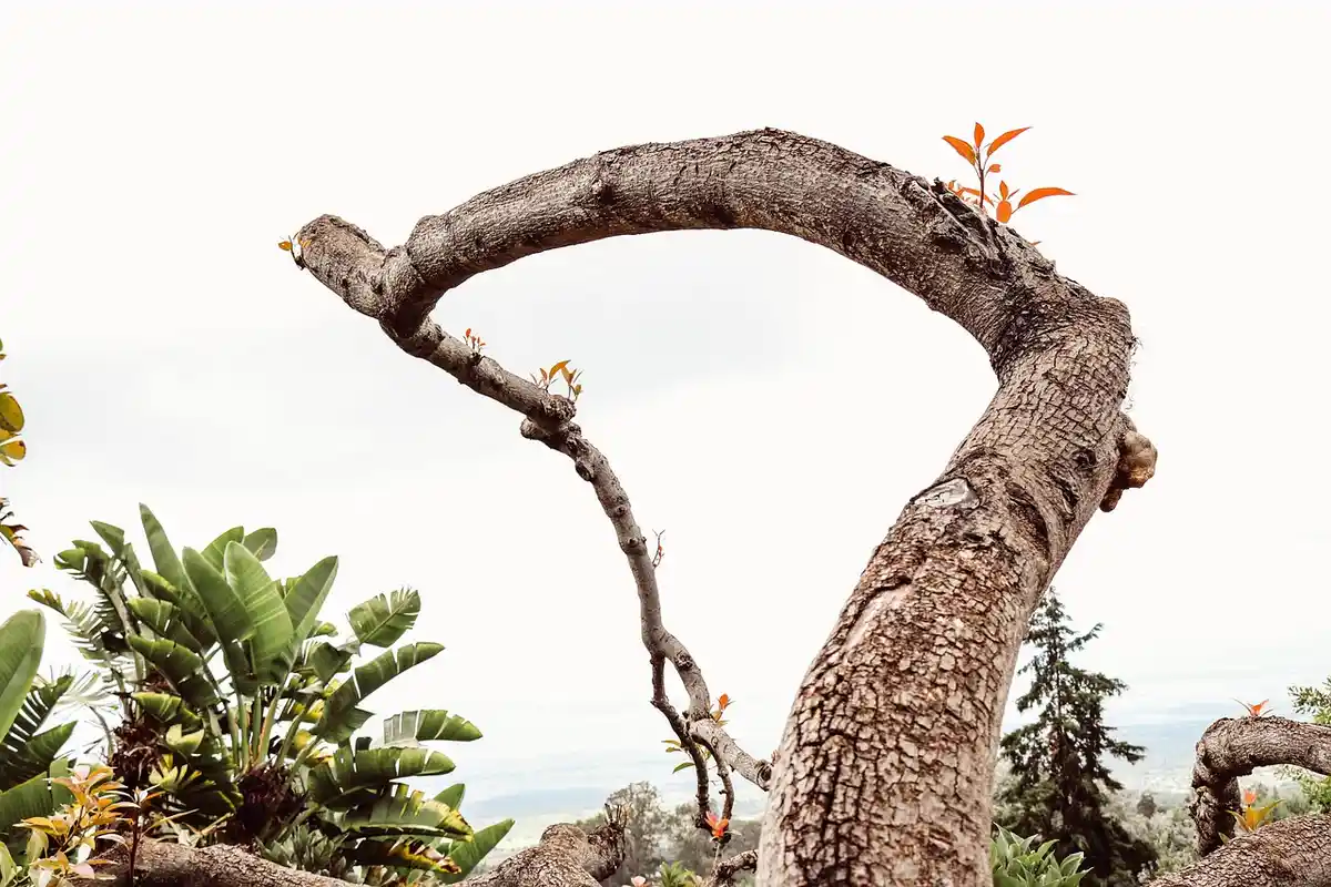 Curved outdoor tree branch with rough bark and tropical plants in the background