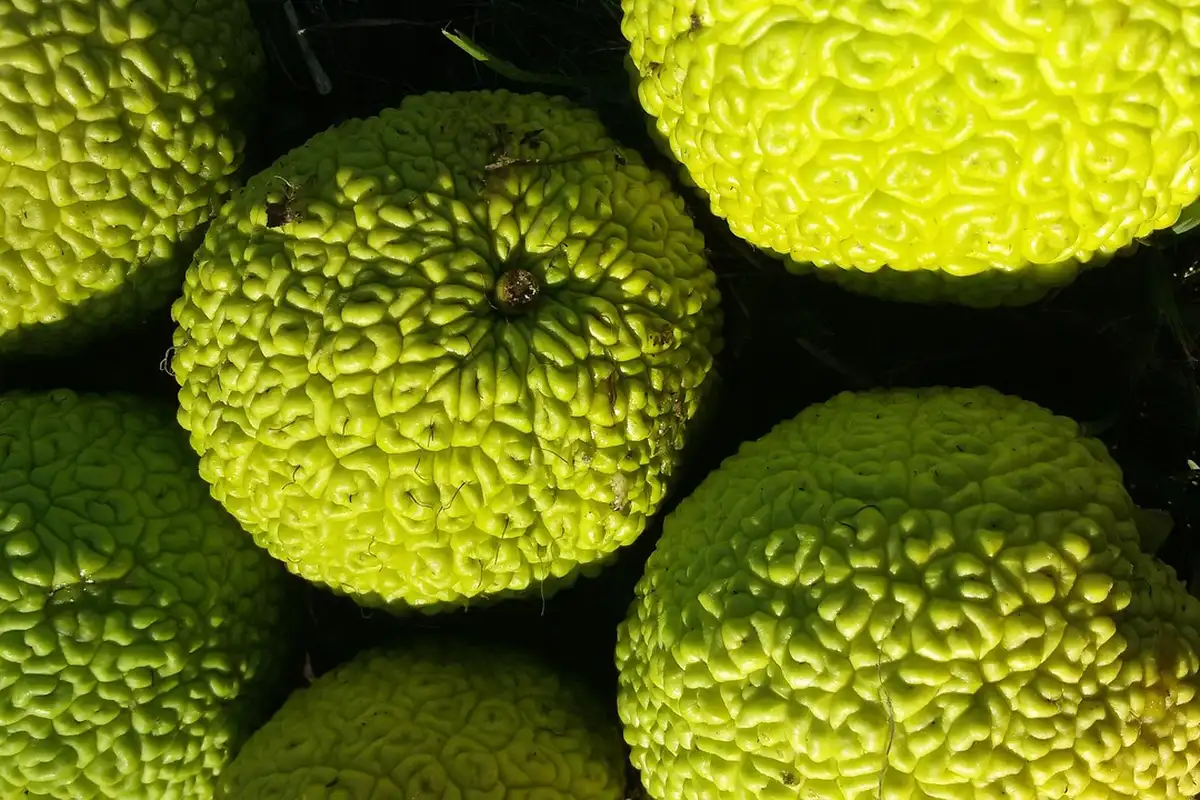 Close-up of bright green Osage orange fruits with a knobby, textured rind.