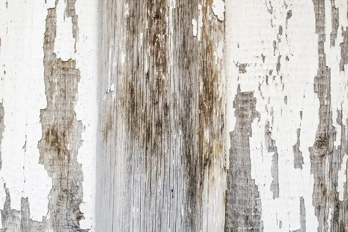 Close-up of weathered wood surface with peeling white paint